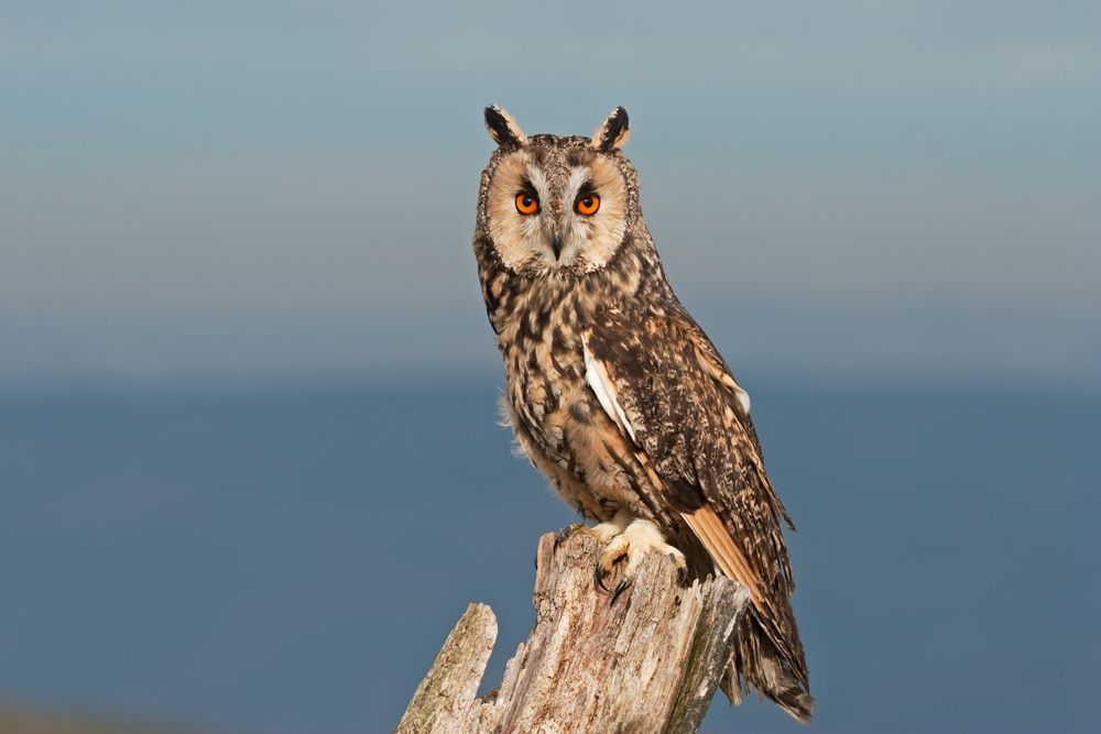 long-eared owl
