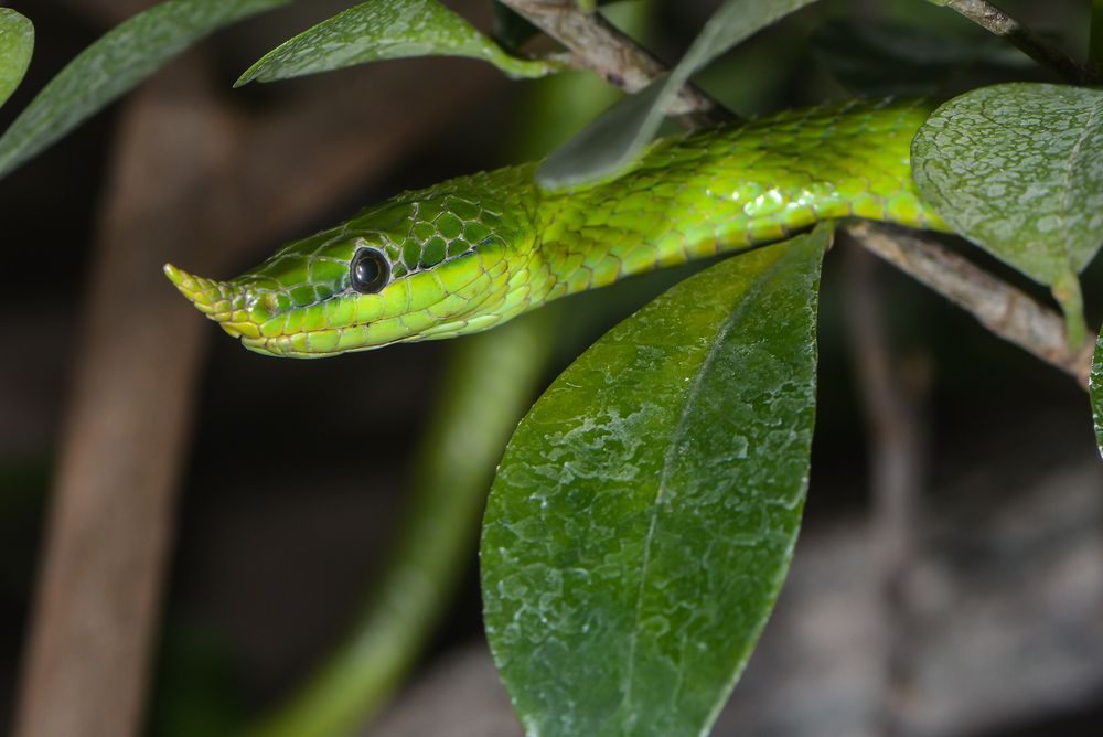 long nosed snake