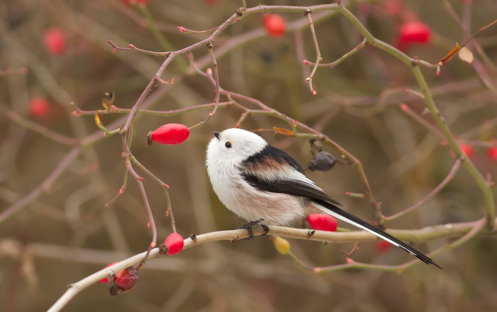 long-tailed tit