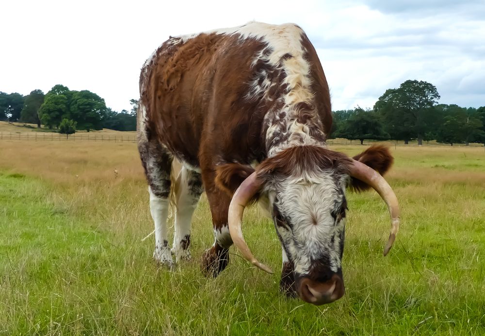 longhorn cattle