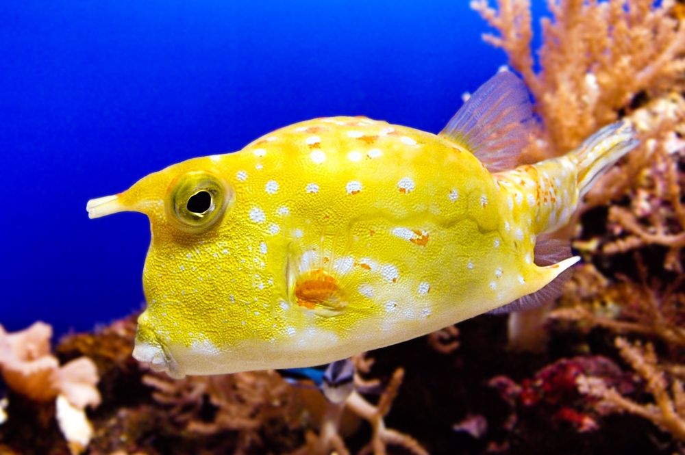 Longhorn Cowfish