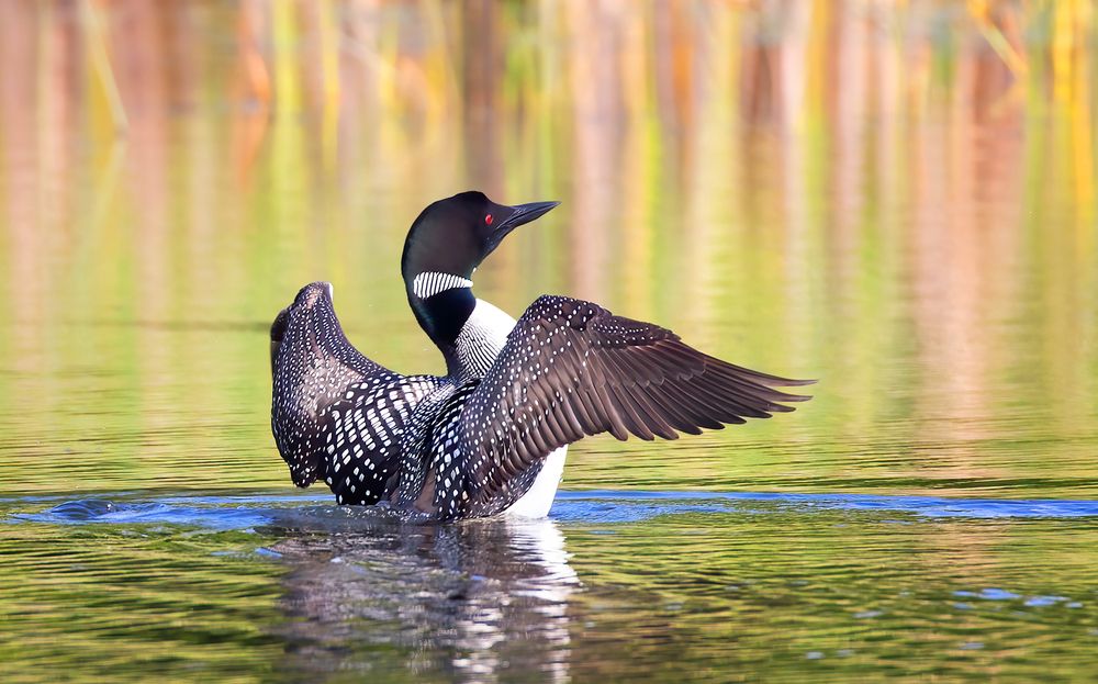 Loon