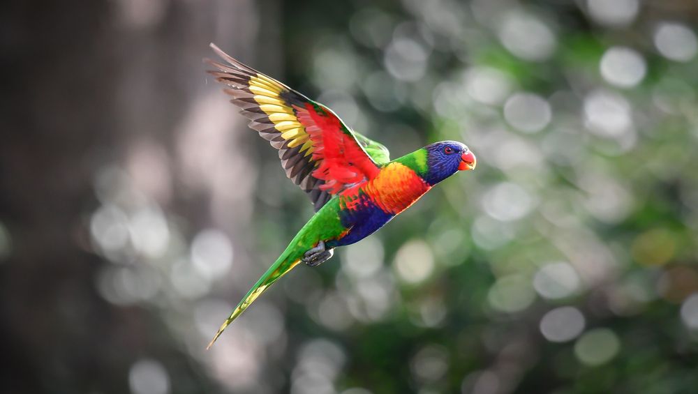 lorikeet