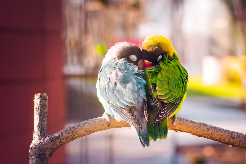 lovebird