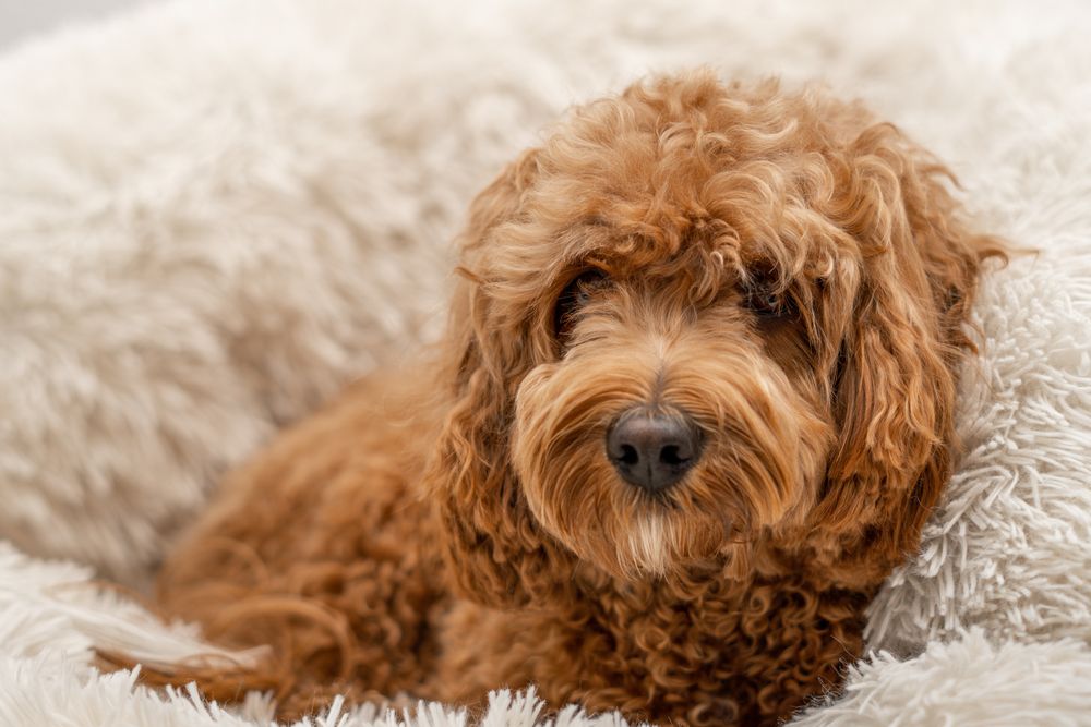 cavapoo on cushion