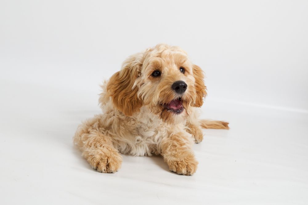 cavapoo lying down white background