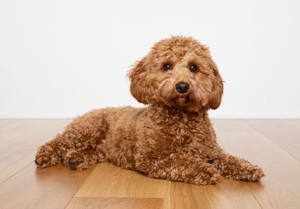 Full grown cavapoo