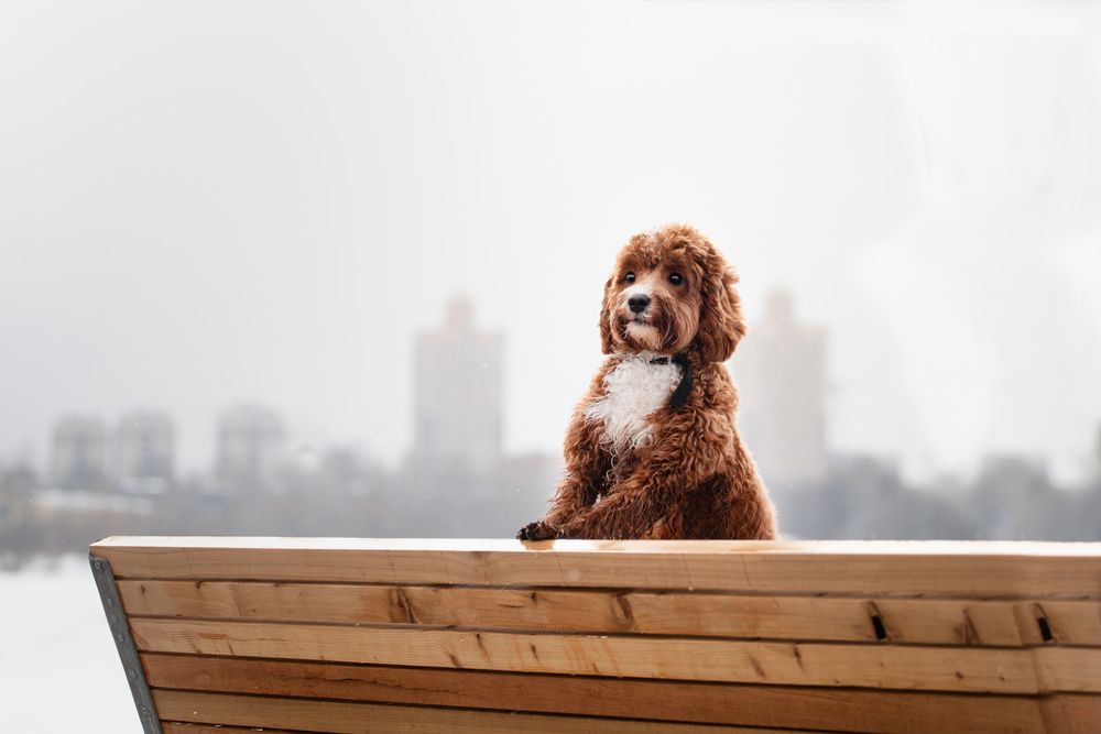 cavapoo on bench