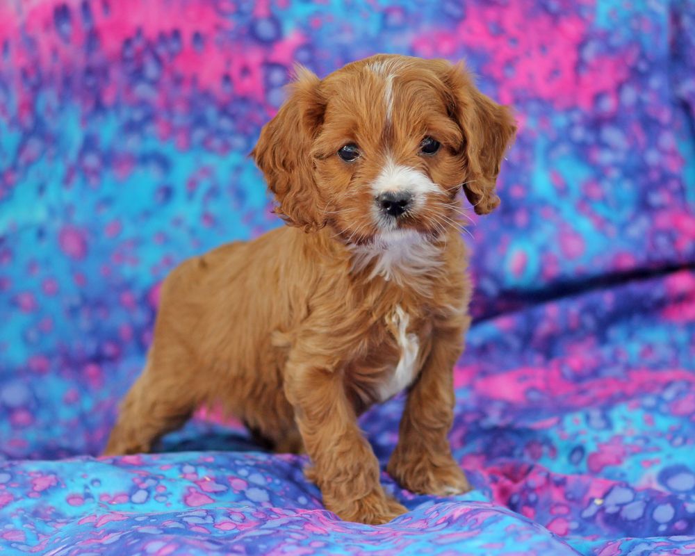 red cavapoo puppy