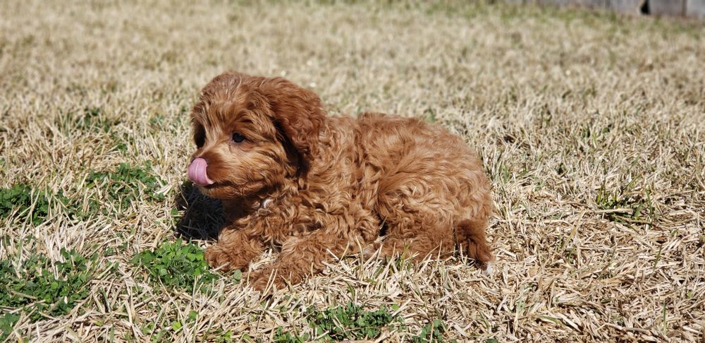 cavapoo puppy on the grass