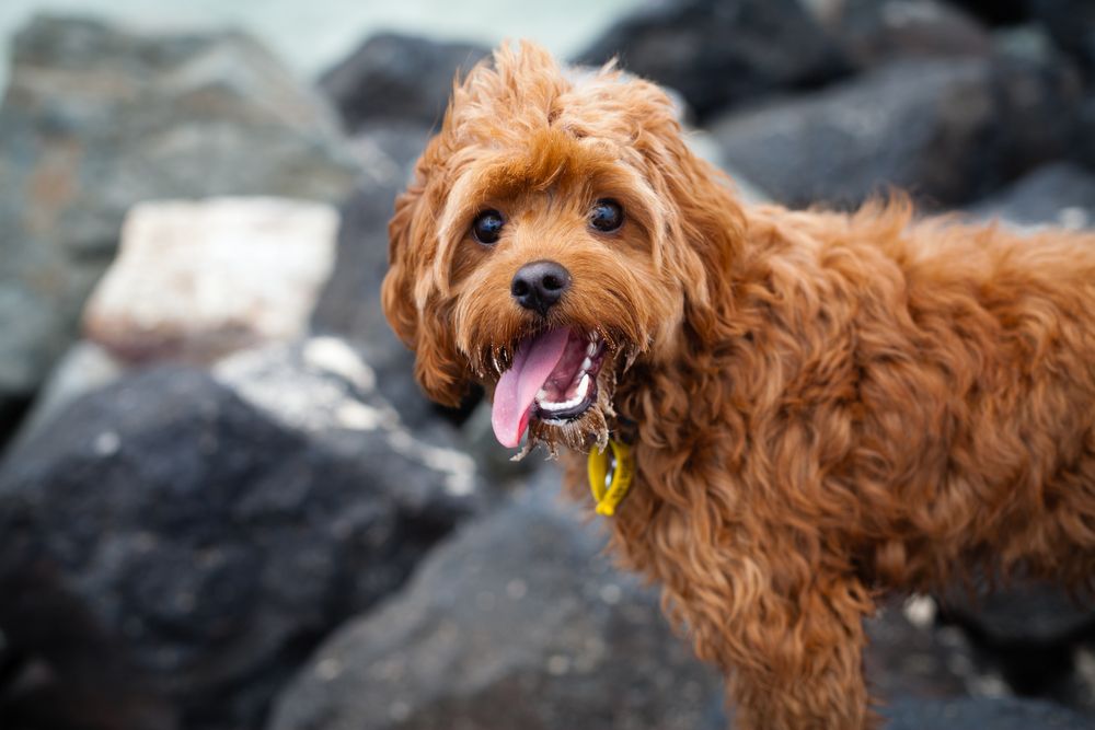 cavapoo puppy with tongue out