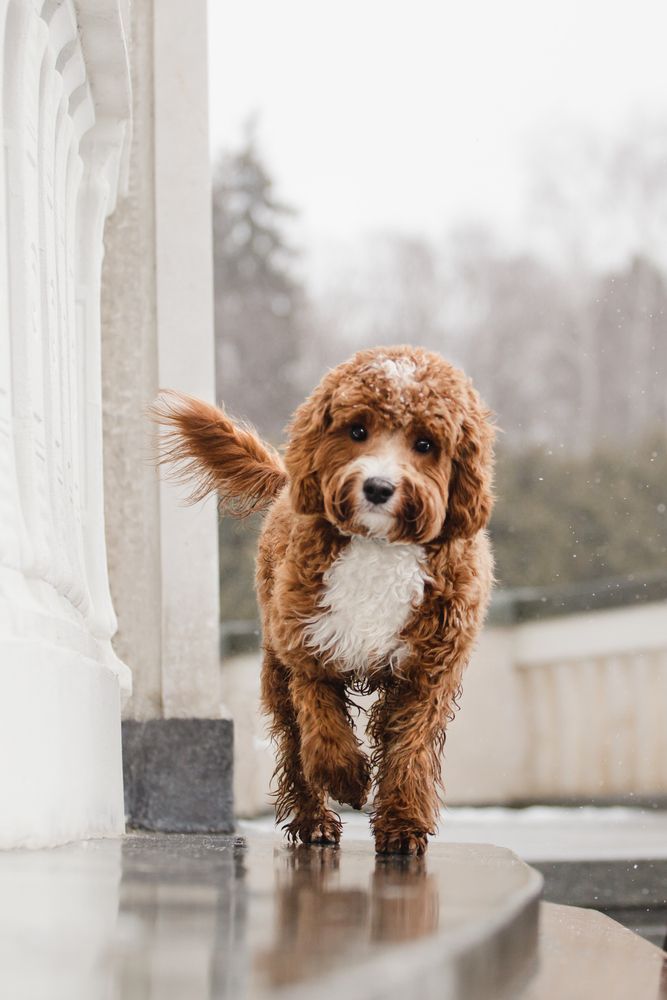 Cavapoo outside