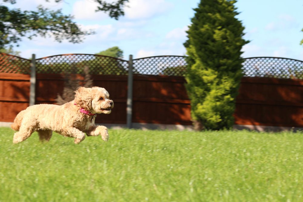 Cavapoo running