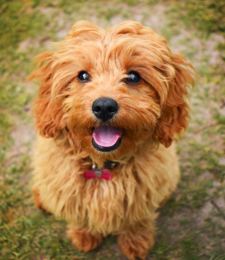 Cavapoo Sitting