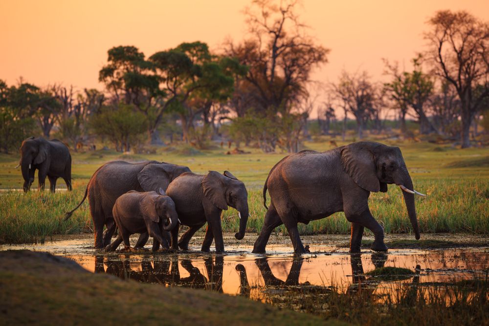 elephants Moremi National Park, Botswana