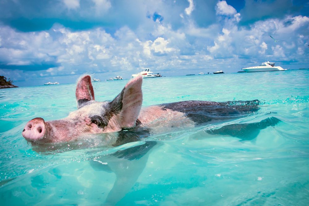 Swimming Pig Bahamas