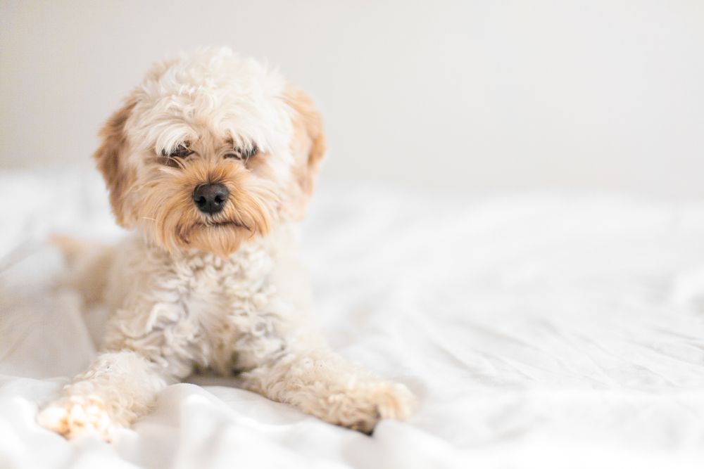 cavapoo puppy white background