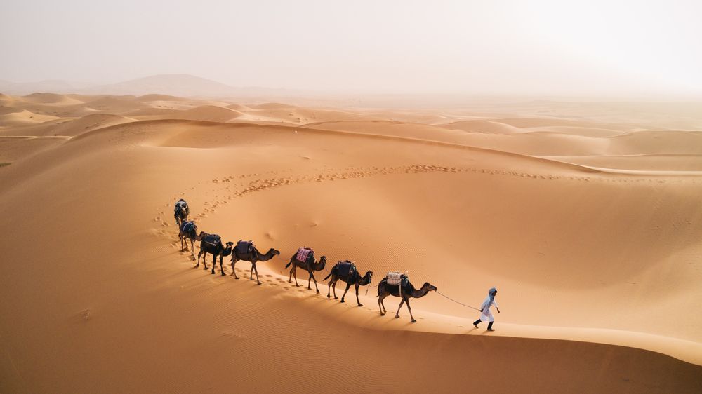 Camel Ride in The Sahara